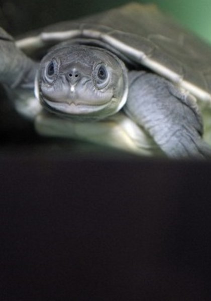 Flussschildkröte Batagur Baska